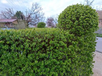 Прикрепленное изображение: Resizer_16809775796771.jpeg